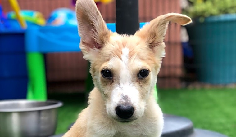 Puppies in Long Beach looking for their fur-ever homes