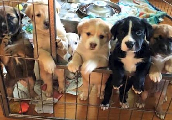 Puppies in Washington looking for their fur-ever homes
