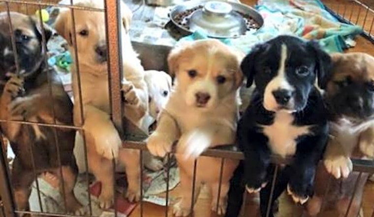 Puppies in Washington looking for their fur-ever homes