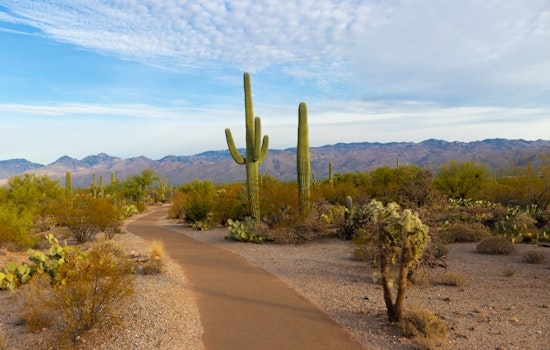 Top Tucson news: Saguaro cactus pierces driver's windshield; video shows strange lights in sky; more