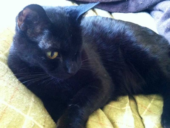 Have You Seen The One-Eyed, Limping Pirate Kitty?