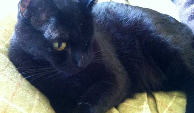 Have You Seen The One-Eyed, Limping Pirate Kitty?