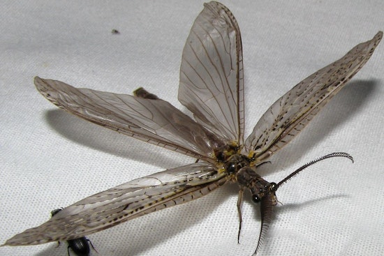 Top Detroit news: This year's fishfly hatch so huge it shows up on radar; ICE raids stoke fears