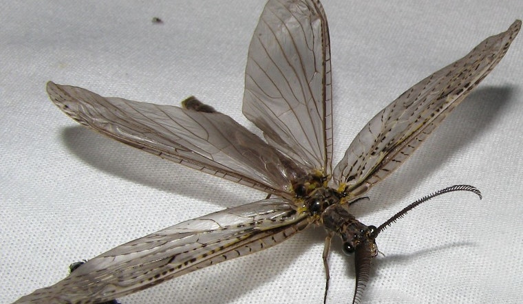 Top Detroit news: This year's fishfly hatch so huge it shows up on radar; ICE raids stoke fears