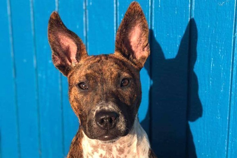 Puppies in Seattle looking for their fur-ever homes
