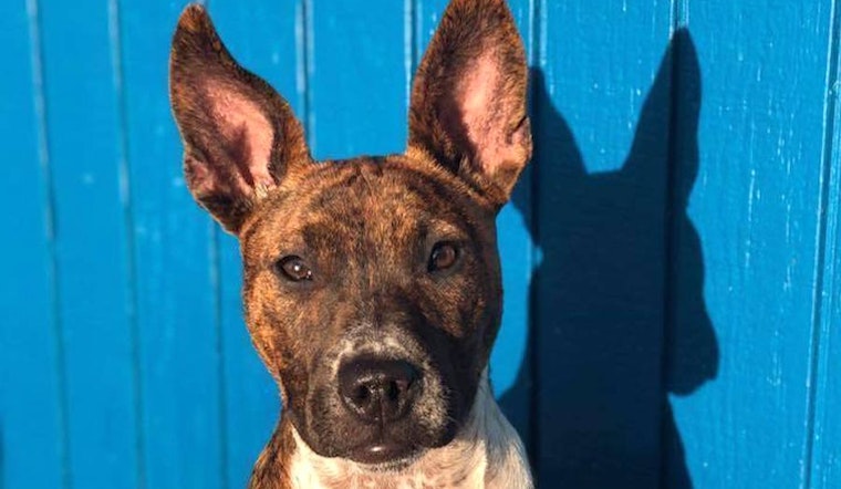 Puppies in Seattle looking for their fur-ever homes