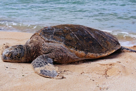Top Miami news: Parks join mission to save nesting turtles; escaped child molester captured; more