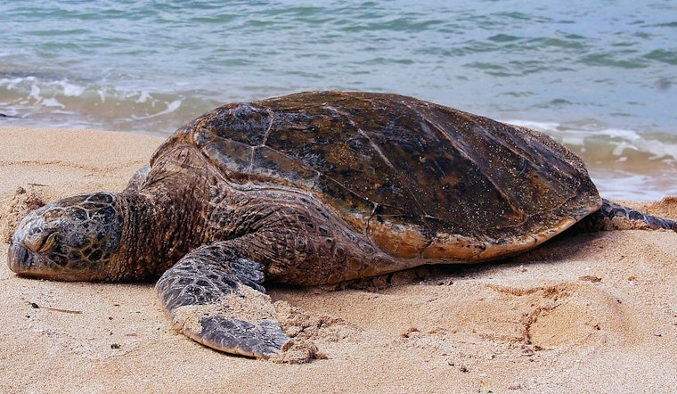 Top Miami news: Parks join mission to save nesting turtles; escaped child molester captured; more