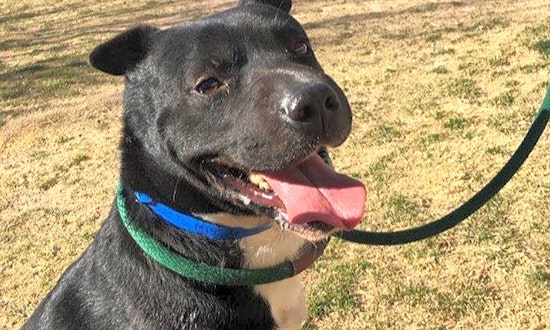 Dogs in El Paso looking for their fur-ever homes