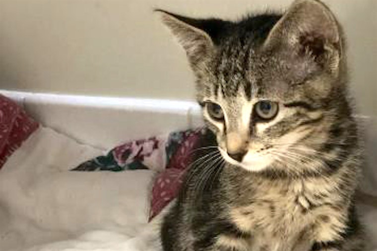 Kittens in Sacramento looking for their fur-ever homes