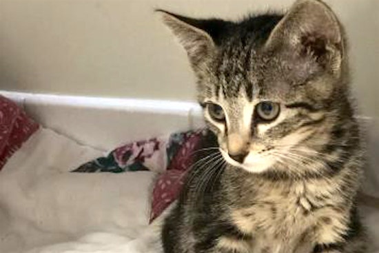 Kittens in Sacramento looking for their fur-ever homes