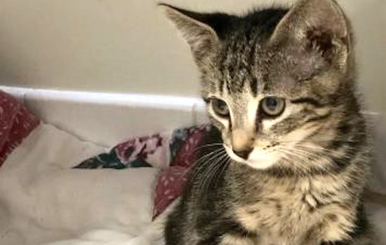Kittens in Sacramento looking for their fur-ever homes