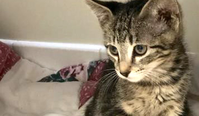 Kittens in Sacramento looking for their fur-ever homes