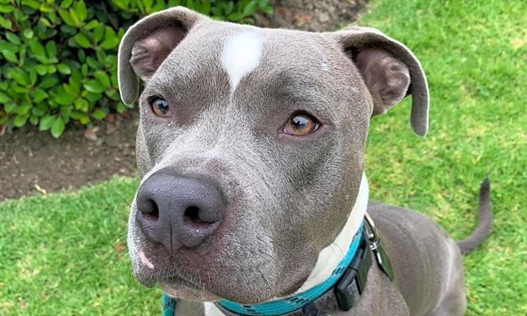 Dogs in Santa Ana looking for their fur-ever homes