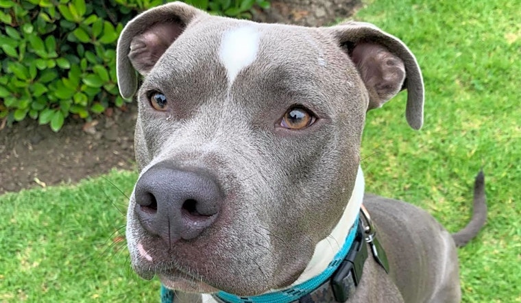 Dogs in Santa Ana looking for their fur-ever homes