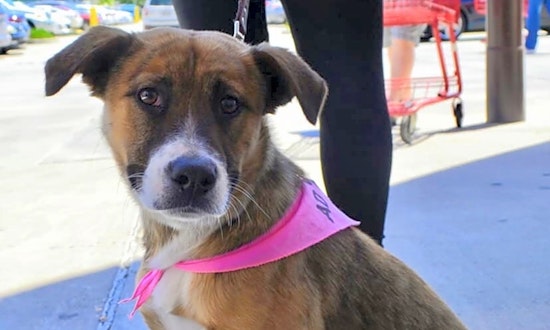 Puppies in New Orleans looking for their fur-ever homes