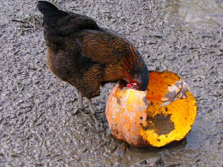 Tonight's Hot Contests: Wing Eating, Pumpkin Carving