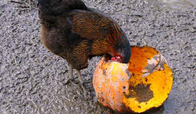 Tonight's Hot Contests: Wing Eating, Pumpkin Carving