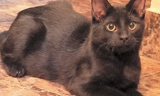 Cats in Oklahoma City looking for their fur-ever homes
