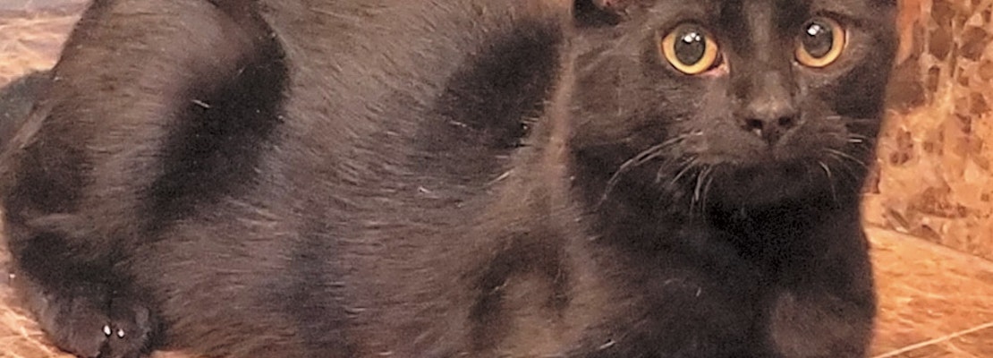 Cats in Oklahoma City looking for their fur-ever homes