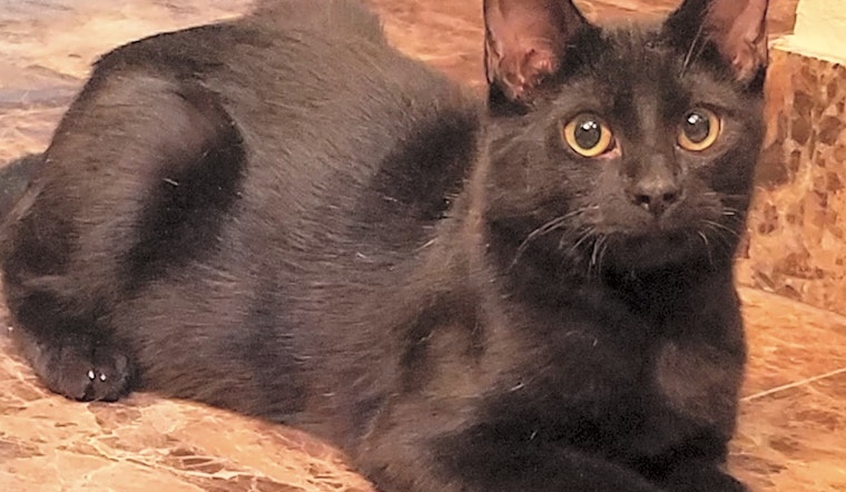 Cats in Oklahoma City looking for their fur-ever homes