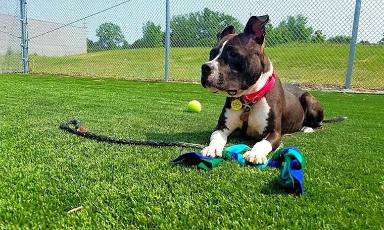 Dogs in Cleveland looking for their fur-ever homes