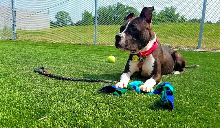 Dogs in Cleveland looking for their fur-ever homes