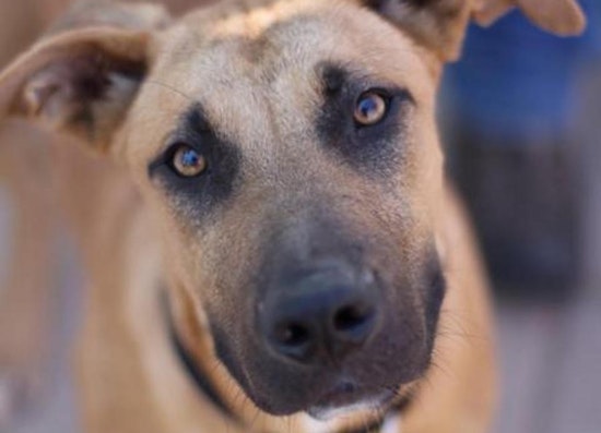 Dogs in Fresno looking for their fur-ever homes