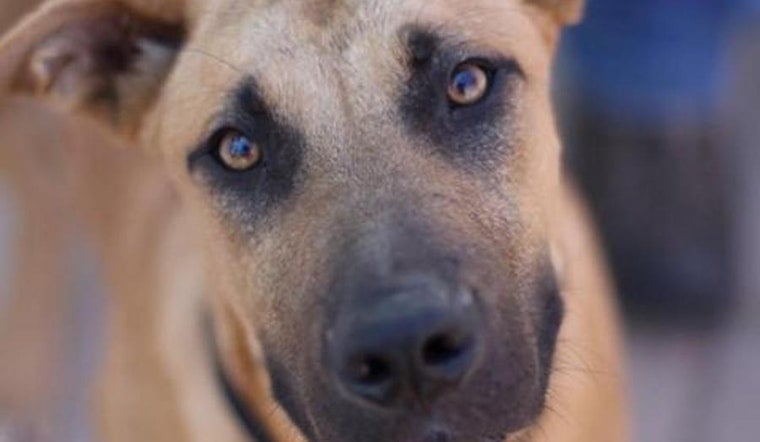 Dogs in Fresno looking for their fur-ever homes
