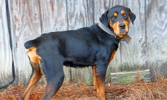 Dogs in Arlington looking for their fur-ever homes