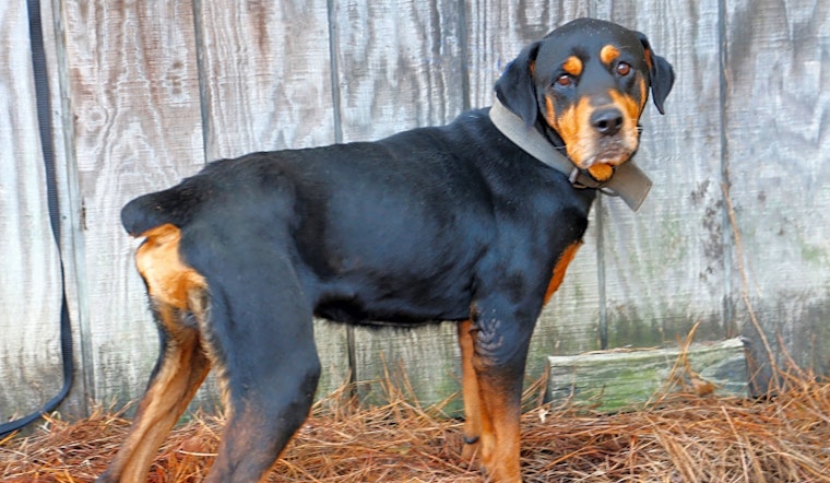 Dogs in Arlington looking for their fur-ever homes