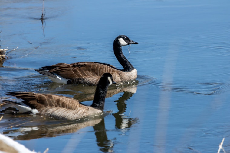 Top Denver news: Geese culling ends for year; ICE raids could target Denver on Sunday; more