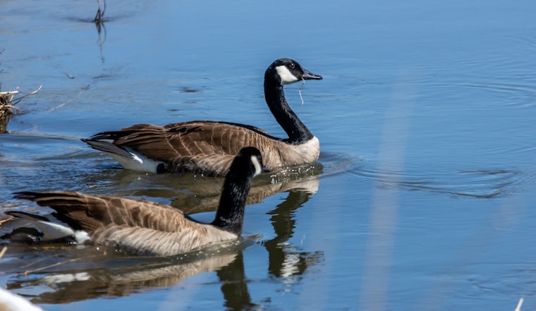 Top Denver news: Geese culling ends for year; ICE raids could target Denver on Sunday; more