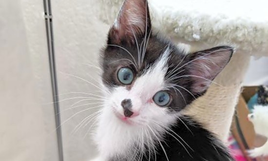 Kittens in Austin looking for their fur-ever homes