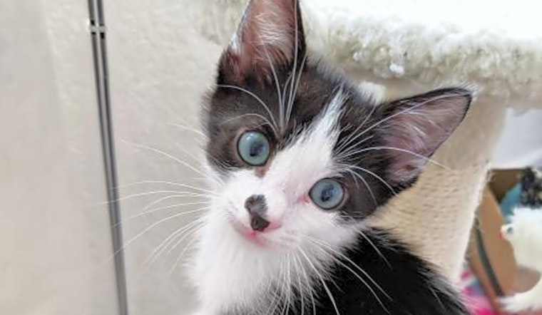 Kittens in Austin looking for their fur-ever homes