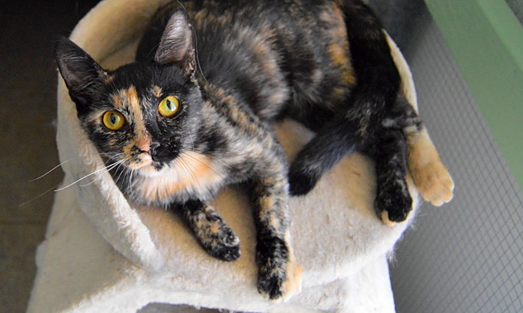 Cats in Bakersfield looking for their fur-ever homes