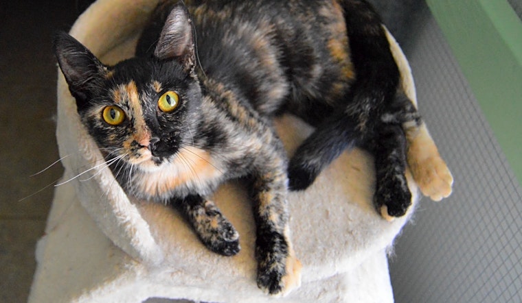 Cats in Bakersfield looking for their fur-ever homes
