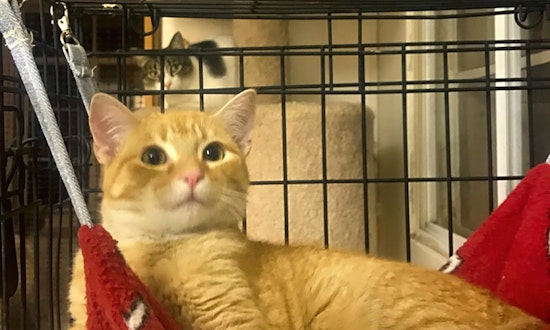 Kittens in Albuquerque looking for their fur-ever homes