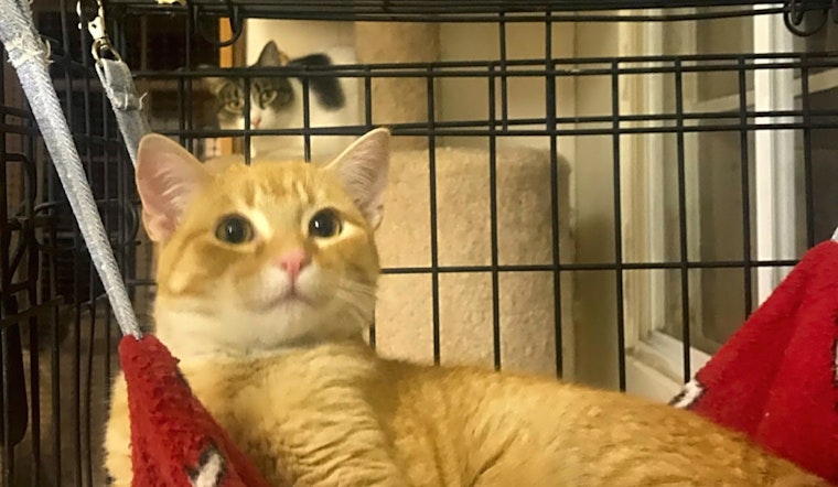Kittens in Albuquerque looking for their fur-ever homes