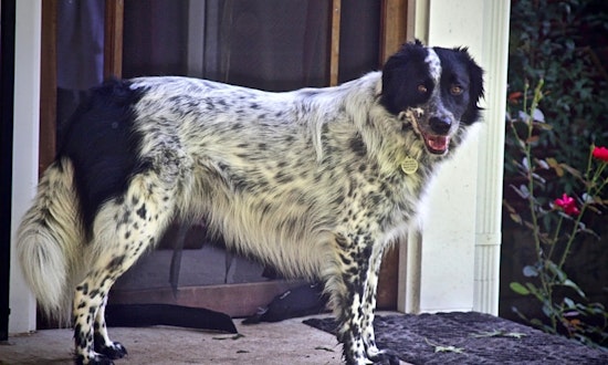 Dogs in Nashville looking for their fur-ever homes