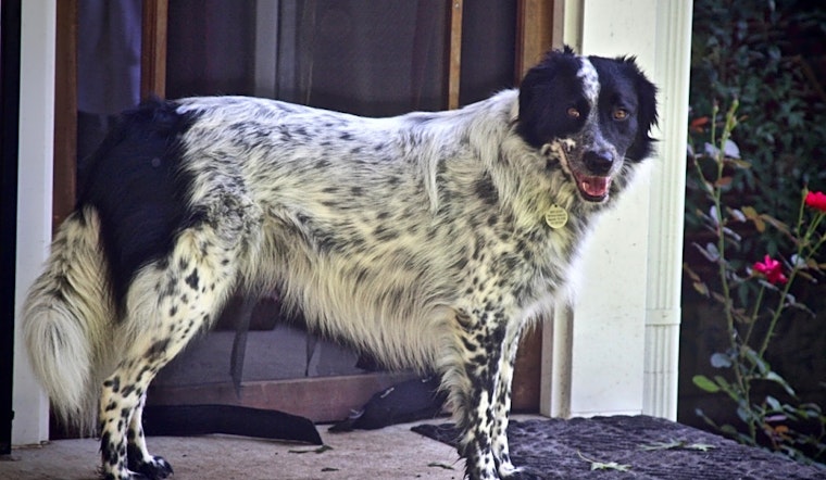 Dogs in Nashville looking for their fur-ever homes