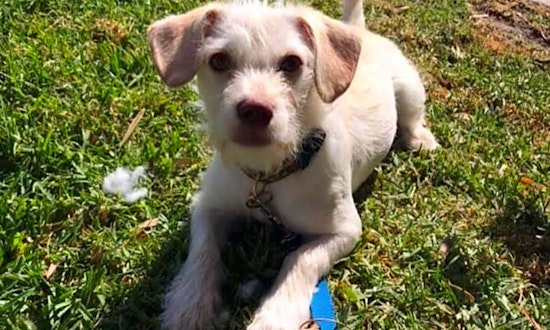 Puppies in San Diego looking for their fur-ever homes