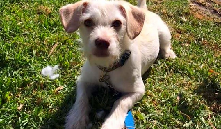 Puppies in San Diego looking for their fur-ever homes