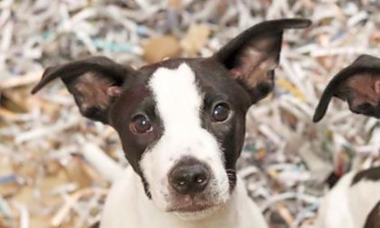 Puppies in Atlanta looking for their fur-ever homes