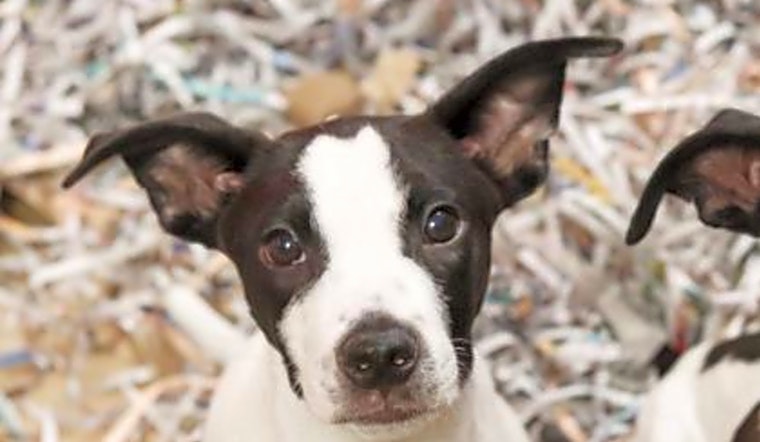 Puppies in Atlanta looking for their fur-ever homes