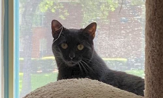 Cats in Plano looking for their fur-ever homes