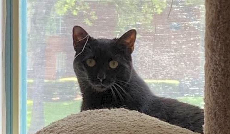 Cats in Plano looking for their fur-ever homes