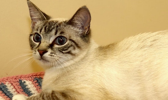 Cats in Louisville looking for their fur-ever homes