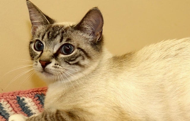 Cats in Louisville looking for their fur-ever homes