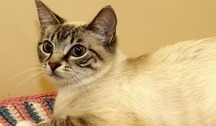 Cats in Louisville looking for their fur-ever homes